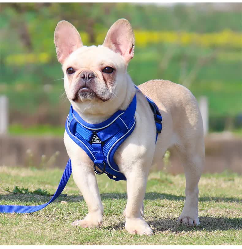Blue Reflective Mesh Dog Harness and Leash Set - Adjustable No-Pull Vest - M
